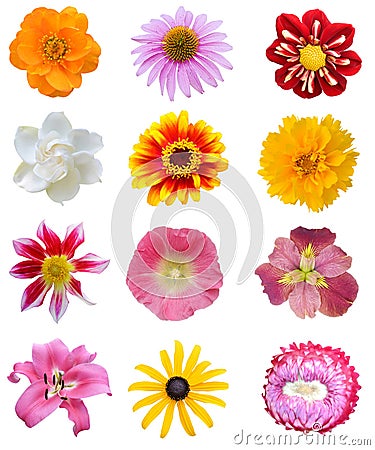 Assorted colorful flower collection Stock Photo