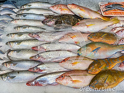 Assorted fish good arrangement frozen on ice at seafood market Stock Photo
