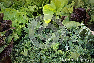 Assorted Greens Stock Photo