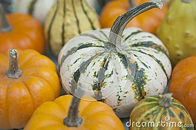 Assorted MIni Gourds Stock Photo