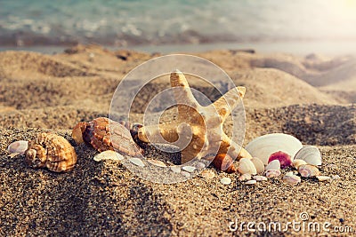 Assorted sea shells and starfish on an south ocean coast with sa Stock Photo