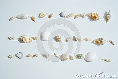 Assorted seashells. Variety of sea shells arranged in rows on white background.Set of Sea Shell Stock Photo