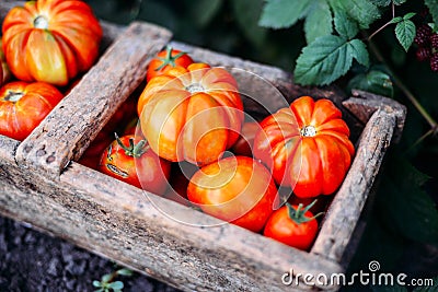 Assorted tomatoes in brown paper bags. Various tomatoes in bowl. Stock Photo