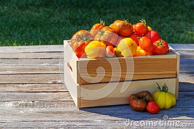 Assorted tomatoes in rustic crate Stock Photo