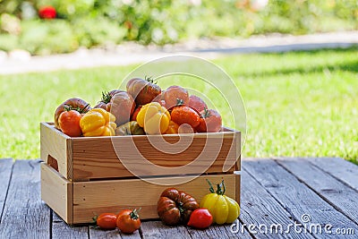 Assorted tomatoes in rustic crate Stock Photo