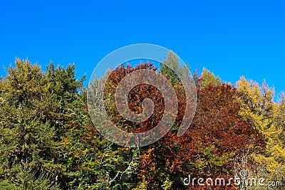 Trees Against a Clear Blue Autumn Sky Stock Photo