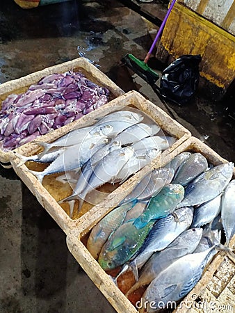 assorted types of fresh sea fish Stock Photo