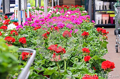 Assortment of colorful red, purple and white pelargonium flowers seedlings in pots in garden shop. Spring season sale. Stock Photo