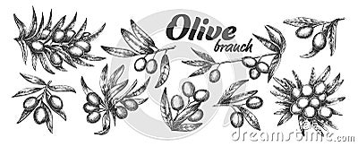 Assortment Different Olive Branch Set Ink Vector Vector Illustration