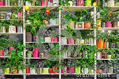 Assortment of different potted plants and flowers. Reusing of old cans and boxes Editorial Stock Photo