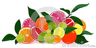 Assortment of exotic fruits on white background.Orange, kumquat, tangerine, grapefruit, lemon, lime. Vector Illustration