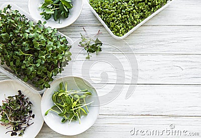 Assortment of micro greens Stock Photo