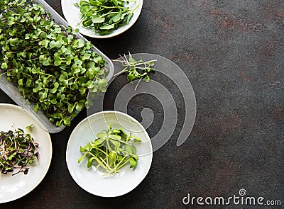 Assortment of micro greens at black background, copy space, top view Stock Photo