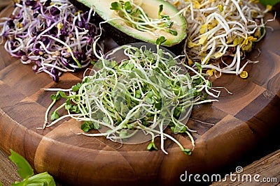 Assortment of micro greens. Growing kale, alfalfa, sunflower, ar Stock Photo