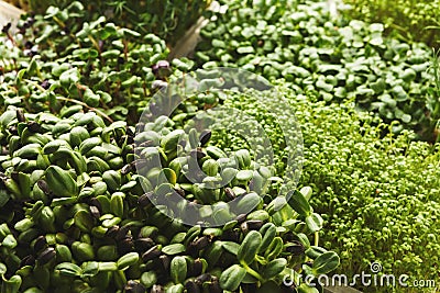 Different kinds of micro greens Stock Photo