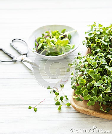 Assortment of micro greens Stock Photo