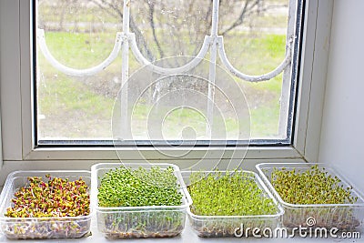 Assortment of microgreen plants Stock Photo