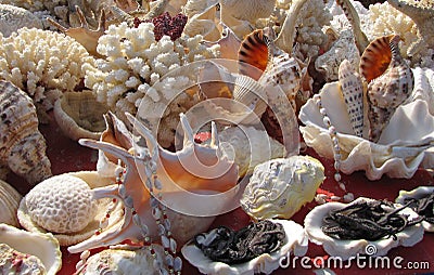 Assortment of Shells and Coral Stock Photo