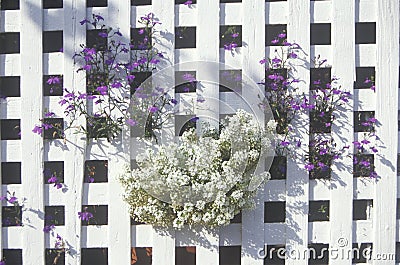 Assylium growing through white lattice fence Stock Photo