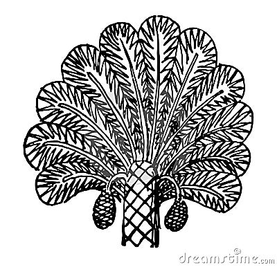 Assyrian Ornament is a Palm tree from a relief vintage engraving Vector Illustration