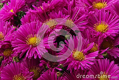 Aster Stock Photo