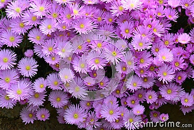 Aster amellus, the European Michaelmas-daisy Stock Photo