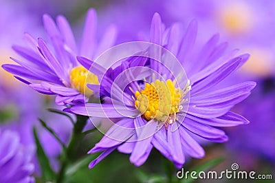 Aster Stock Photo