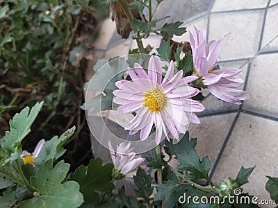 Aster flower asteroideae Stock Photo