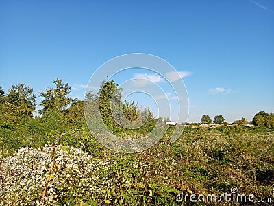 Aster flower field in autumn Stock Photo