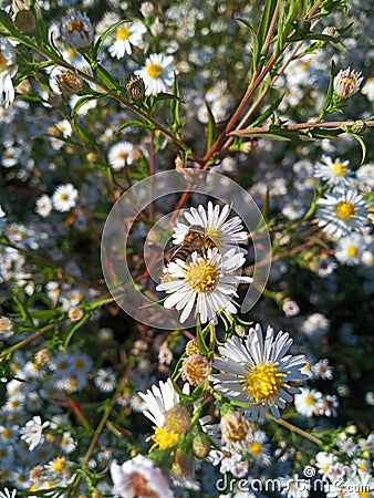 Aster flower honey bee food in autmn Stock Photo