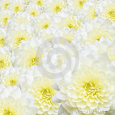 Aster flowers background Stock Photo