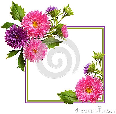 Aster flowers composition and frame Stock Photo