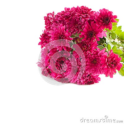 Aster Flowers isolated on white background Stock Photo
