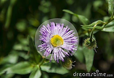 Aster in the garden Stock Photo