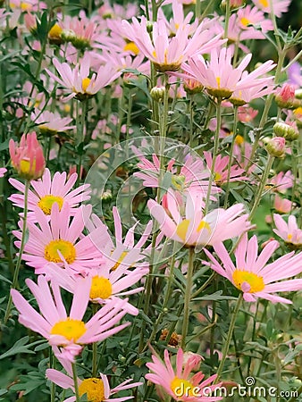 aster meadow blooms in autumn Stock Photo