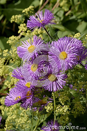 Aster (Novi-Belgi Chequers) Stock Photo