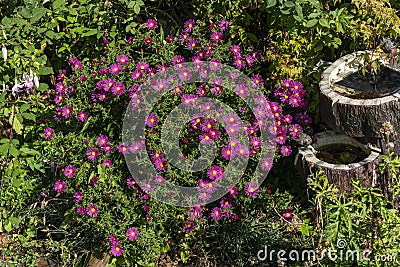 Aster novi belgii `Bahamas Stock Photo