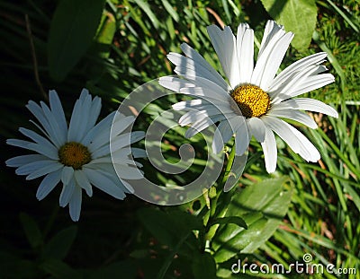 Aster novi-belgii 'White Ladies' (Michaelmas daisy 'White Ladies' ) Stock Photo