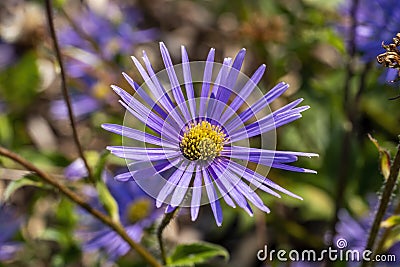 Aster peduncularis Michaelmas Daisy Stock Photo