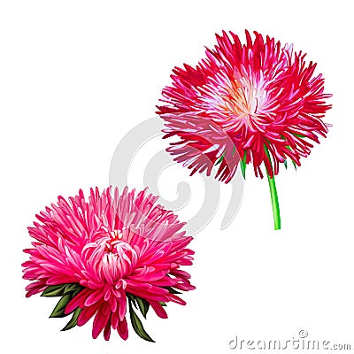 Aster. Pink flower, Spring flower. Isolated on Stock Photo