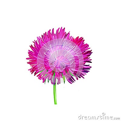 Aster. Pink flower, Spring flower. Isolated on Stock Photo