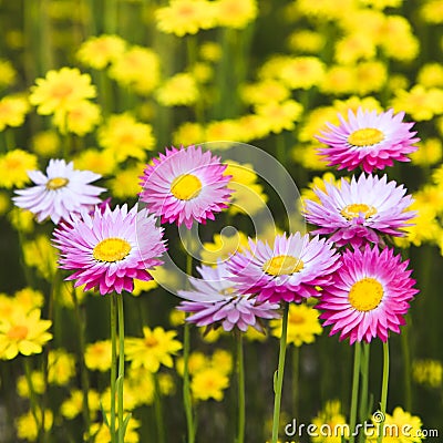 Aster pink on Yellow Stock Photo