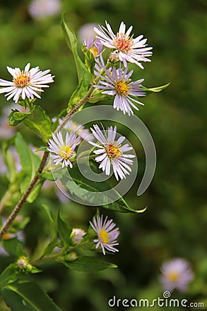 Aster Stock Photo