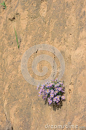 Aster tataricus Stock Photo