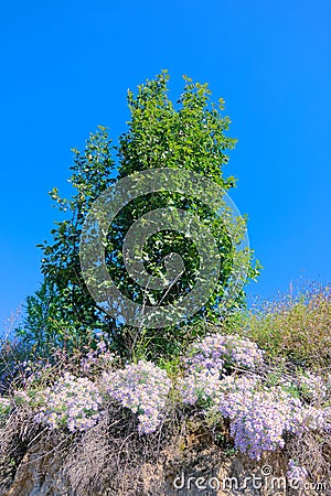 Aster tataricus Stock Photo