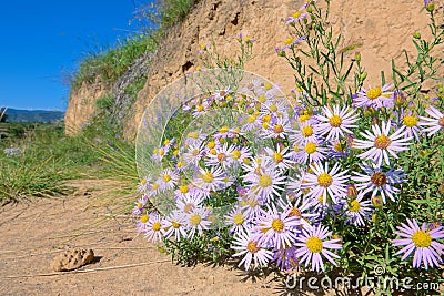 Aster tataricus Stock Photo