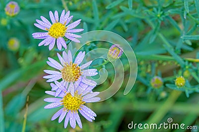 Aster tataricus Stock Photo