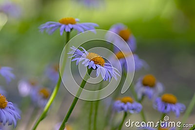Aster tongolensis beautiful groundcovering flowers with violet purple petals and orange center, flowering plant in bloom Stock Photo