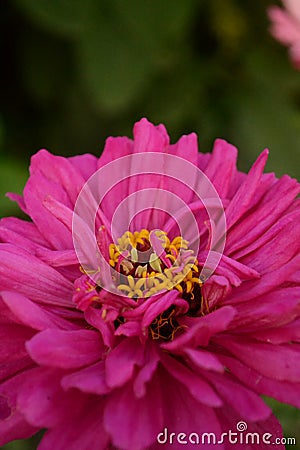 Aster zinnia pink flower plant floral postcard nature garden love valentine natural romantic background dark Stock Photo