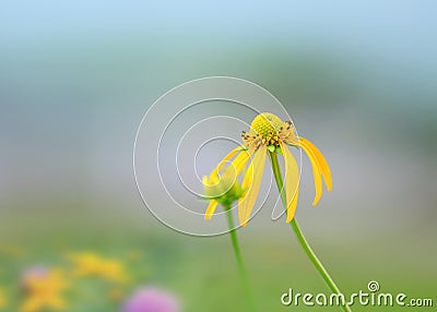 Asteraceae Stock Photo